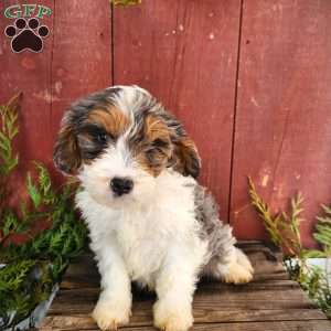 Troy, Cavapoo Puppy